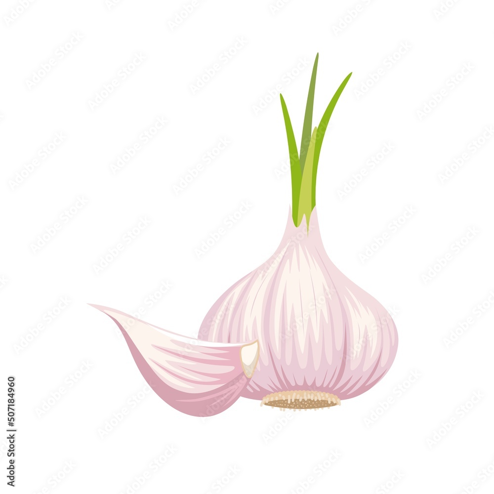 Garlic isolated on white background. Vector illustration. Garlic Bulbs and cloves in flat design isolated on white background.