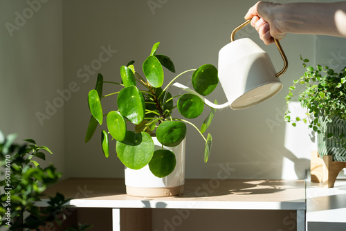 Woman watering potted Pilea peperomioides houseplant on the table at home, using white metal watering can, taking care Fototapet