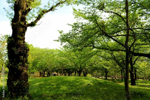 爽やかな新緑 穏やかな春の日の散策 公園の風景