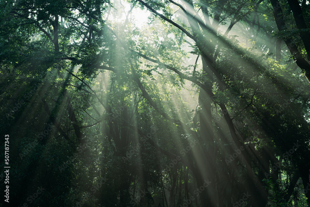 光芒が降り注ぐ新緑の季節の森の朝