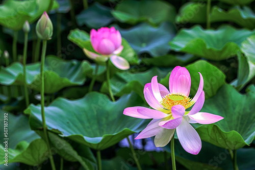 pink lotus flower