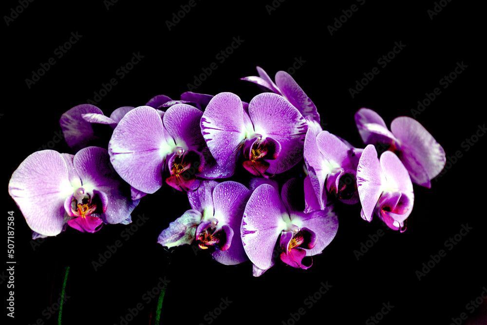purple orchid isolated on black purple orchid isolated on black