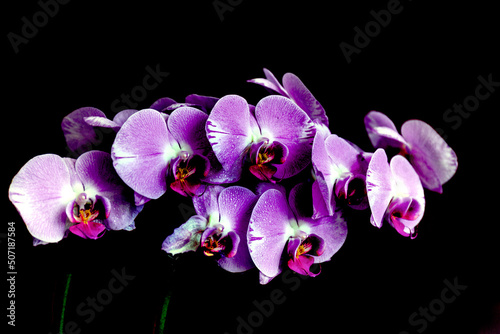 purple orchid isolated on black