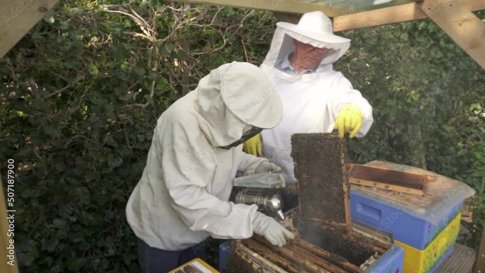 Beemasters Using A Smoker On A Beehive To Calm The Bees In A Farm. Dolly Shot Beemasters Using A Smoker On A Beehive To Calm The Bees In A Farm. Dolly Shot