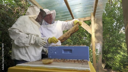 Beekeepers Checking On Brood Frames With Uncapped Honeycomb. Close Up photo