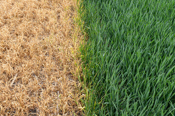 Acrylglasbilder Gras Winterweizenfeld im frischen Grün  © Margaret Burlingham
