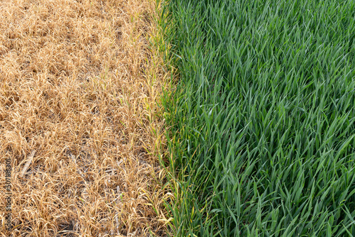 Looking down on a winter wheat field that is green and growing on the right and has herbicide damage on the left.