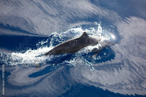 A spinner dolphin, Stenella longirostris, cruises through the tropical waters near Alor, Indonesia. This species is highly acrobatic and often rotates while leaping out of the ocean.