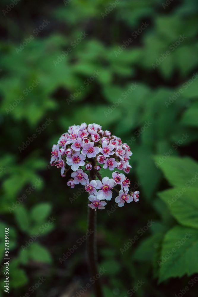 Blooming pink Darmera Peltata (Indian Rhubarb, Peltiphyllum peltatum) in the garden. Selective focus. Shallow depth of field. Blooming pink Darmera Peltata (Indian Rhubarb, Peltiphyllum peltatum) in the garden. Selective focus. Shallow depth of field.