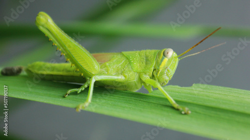 Close up of a green grasshopper on a leaf