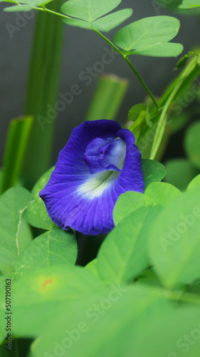 The blue clitoria flower is blooming in the middle of the garden
