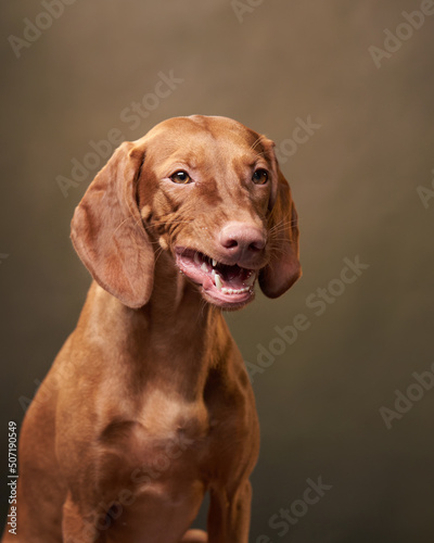Charming and funny Hungarian Vizsla on a textured background. Dog portrait.