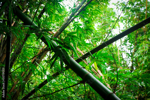 Fotografia Bamboo Forest in Dhaka, Bangladesh