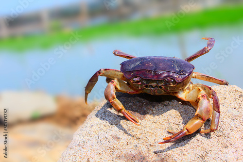 A freshwater crab sunbathing on a rock by the lake. Blurred background. Details of the body and claws are very clear.