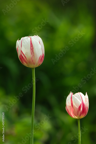 Two Canada 150 tulips photo