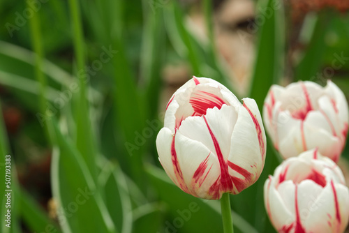 Canada 150 red and white tulips #507193383