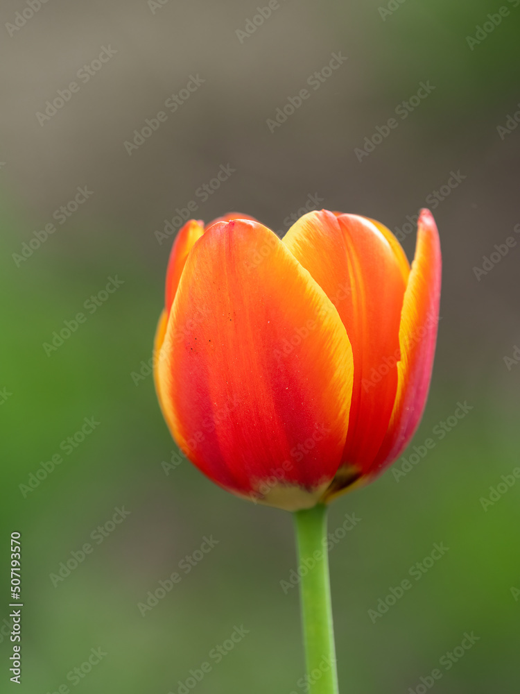 Red tulip with blurry background in sunset Red tulip with blurry background in sunset