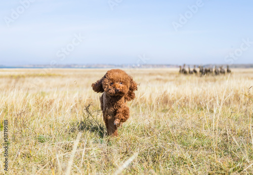 A teddy dog playing outdoors