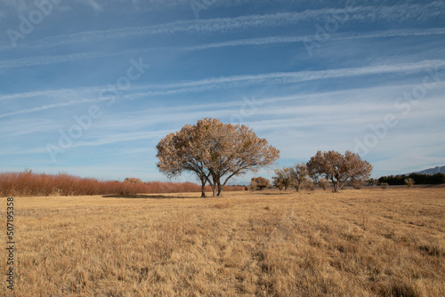 Tree in the Field