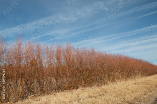 Desert Riparian and Sky