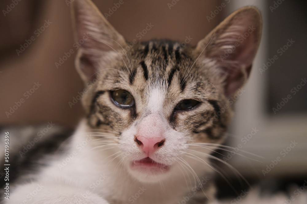 Sick, sluggish, runny nose domestic cat. Tabby and in white colors
