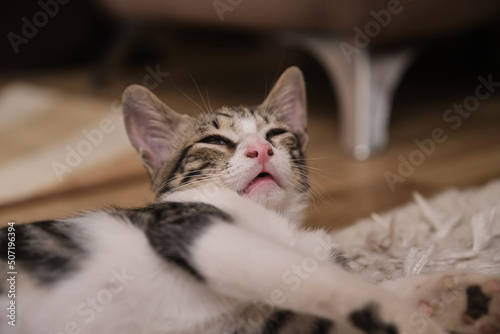 Sick, sluggish, runny nose domestic cat. Tabby and in white colors

