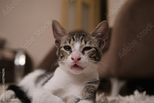 Sick, sluggish, runny nose domestic cat. Tabby and in white colors
