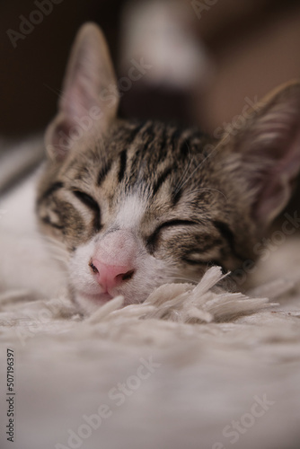 Sick, sluggish, runny nose domestic cat. Tabby and in white colors
