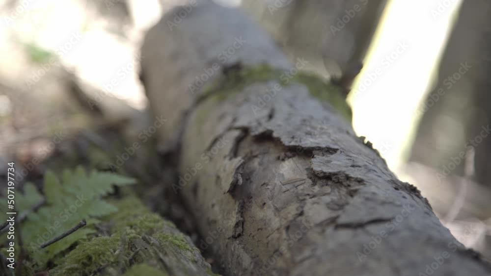 Close up of trunk in fir forest Close up of trunk in fir forest