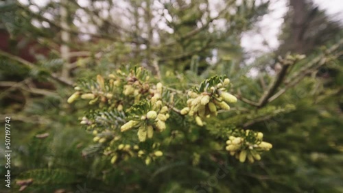 Abies kawakamii evergreen conifer tree, wind blows out pollen, dolly out photo