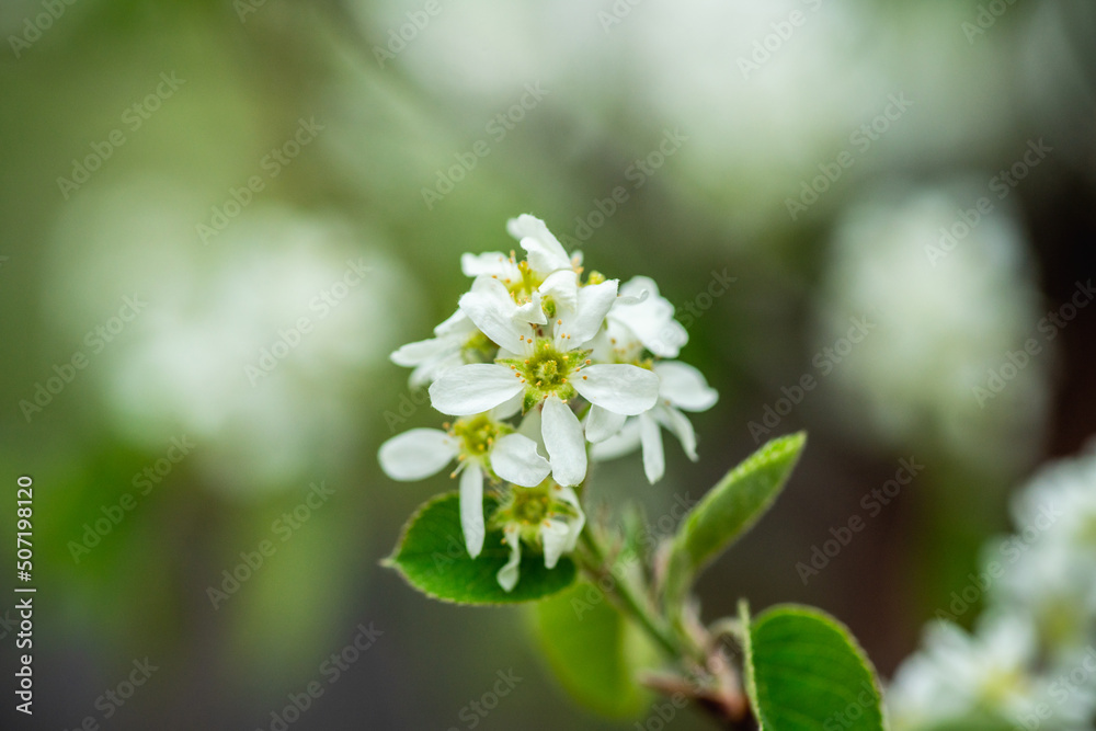 Blooming Shadberry (Amelanchier berries) in the garden. Shallow depth of field. Blooming Shadberry (Amelanchier berries) in the garden. Shallow depth of field.