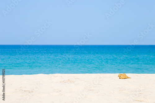 Dry leaf on white sandy beach over blue sea background, outdoor day light, tropical island