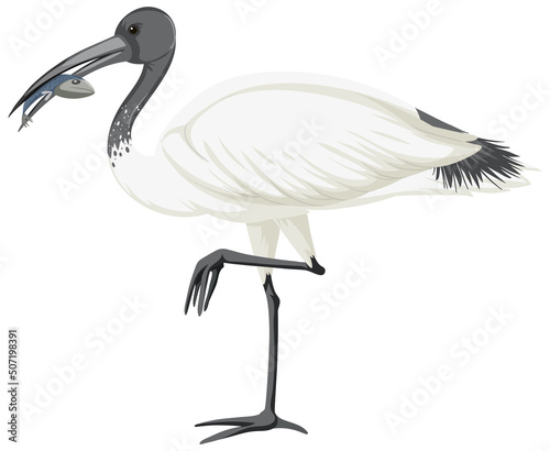 Australian white ibis isolated photo