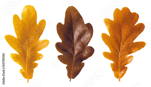Autumnal oak leafs isolated on white background.