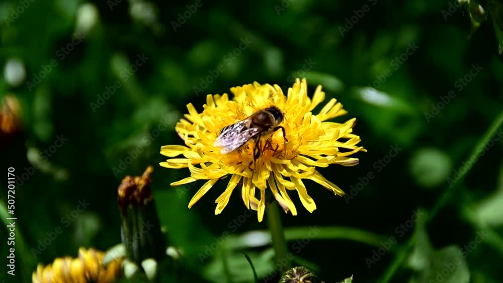 Bee collecting pollen from yellow flower Bee collecting pollen from yellow flower
