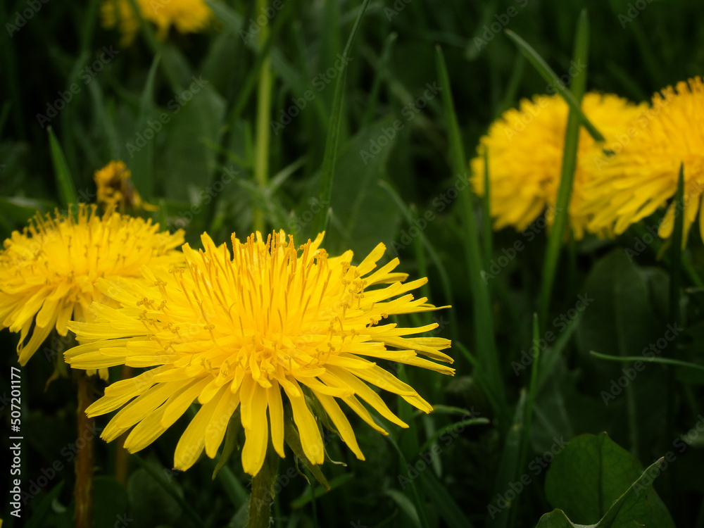 Dandelion in the grass. Yellow dandelion flower. Green grass. Close-up. Spring Green. Floral natural background Dandelion in the grass. Yellow dandelion flower. Green grass. Close-up. Spring Green. Floral natural background