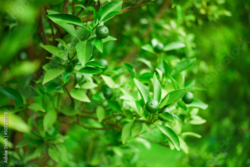 sweet green fresh orange orchard outdoor background 