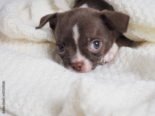 A small puppy of a Chihuahua dog breed of chocolate color on a light background © Людмила Селянинова