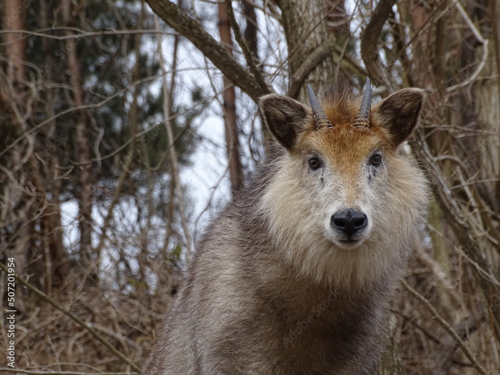 Fototapeta premium 二ホンカモシカ