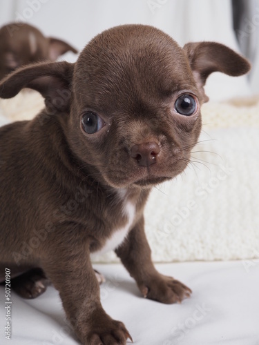 A small puppy of a Chihuahua dog breed of chocolate color on a light background