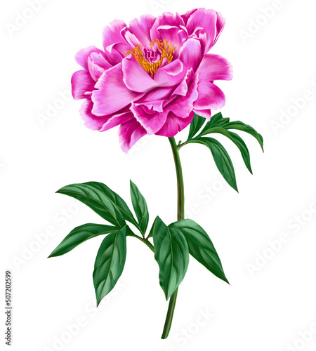 drawing flower of pink peony with green leaves isolated at white background   hand drawn botanical illustration