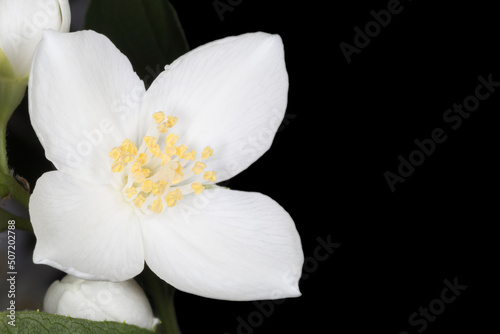 close up of jasmine blossom against black