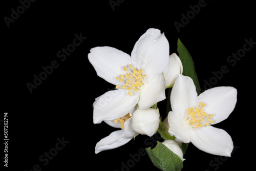 Fototapeta Naklejka Na Ścianę i Meble -  close up of jasmine flowers against black