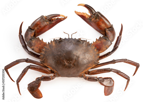 Raw Black Crab isolated on white background, Fresh Raw mud crab, Scylla serrata or Sea Crab on white With clipping path. photo