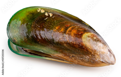 Green Shell mussels isolated on white background, Fresh New Zealand mussels or Perna Canaliculus on White Background With clipping path,