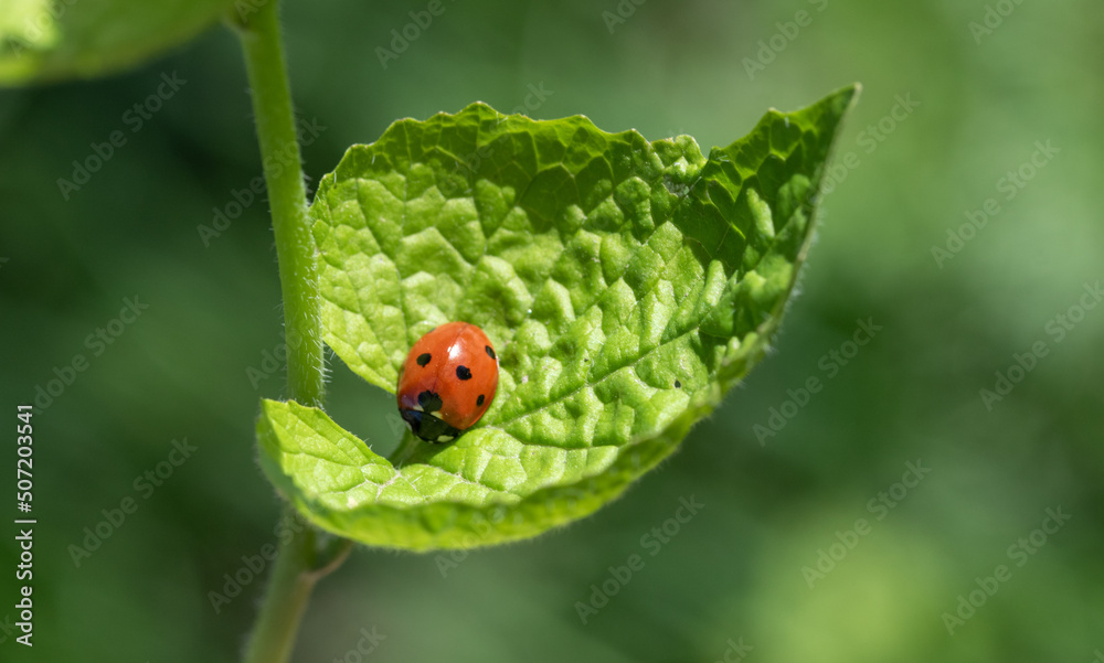 Green background of nature, young green shoots of leaves and grass. Green background of nature, young green shoots of leaves and grass.