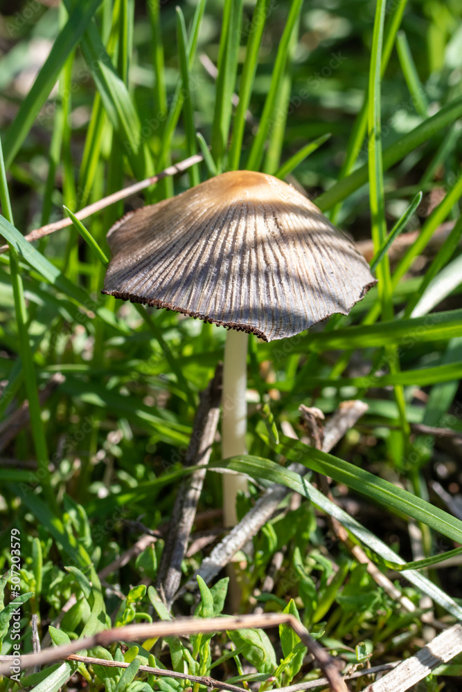 Toadstool mushroom in green grass, spring nature. Toadstool mushroom in green grass, spring nature.