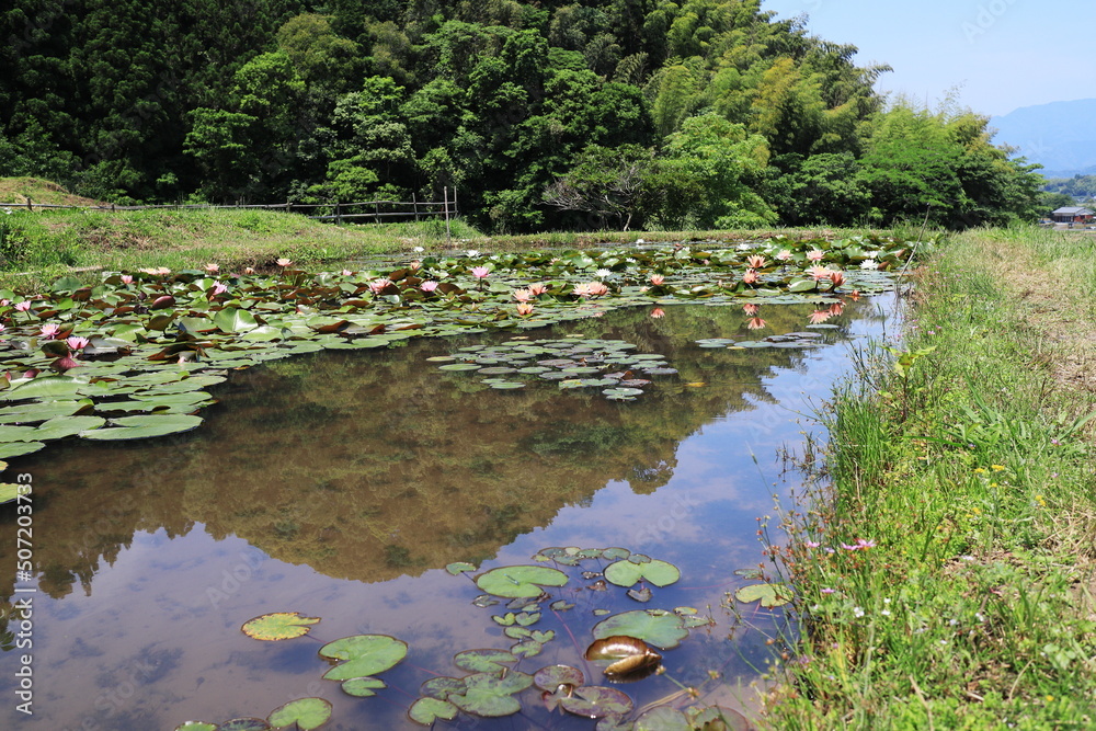 自然豊かな棚田で咲く睡蓮の花 自然豊かな棚田で咲く睡蓮の花