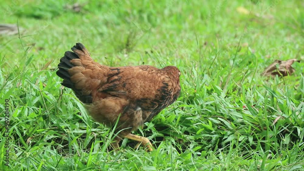 yellow hen walking on green grass