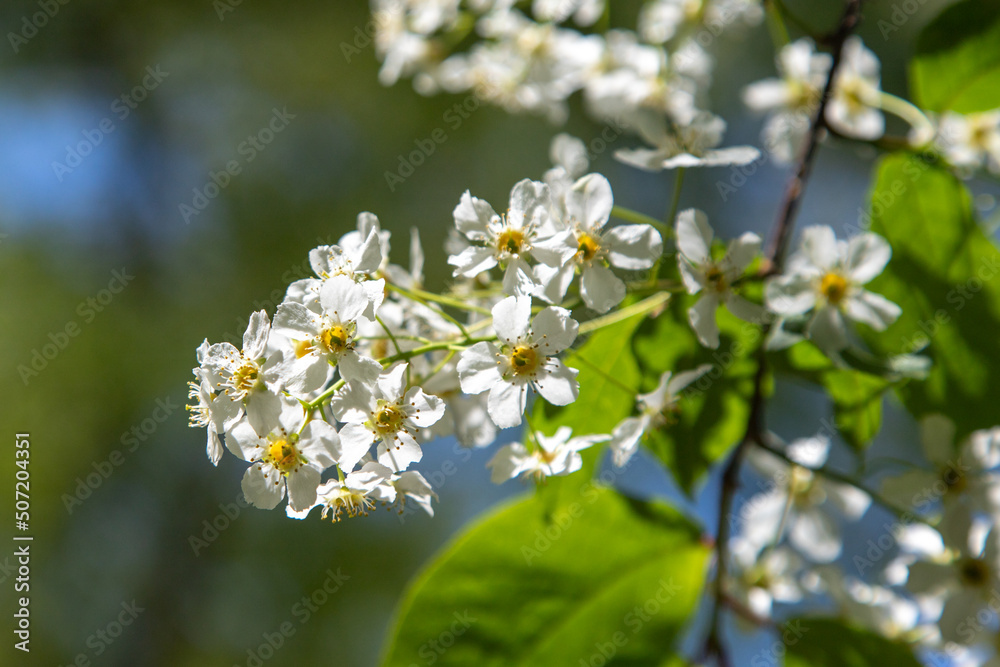 close-up of white bird cherry flowers in nature close-up of white bird cherry flowers in nature